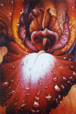 "Iris". 